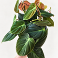 Philodendron Micans — 4"