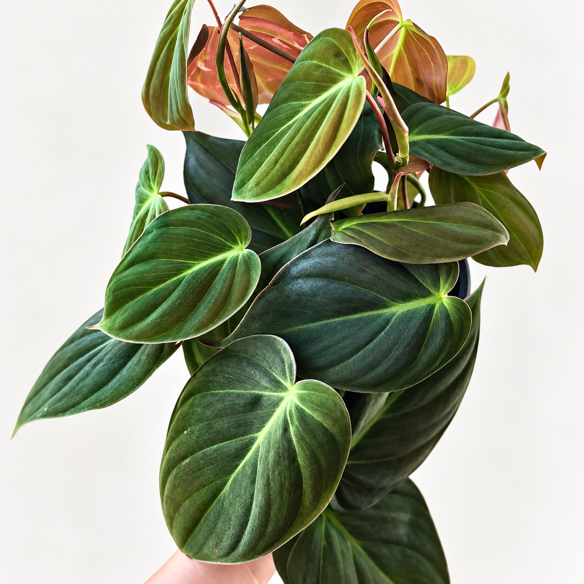 Philodendron Micans — 4"