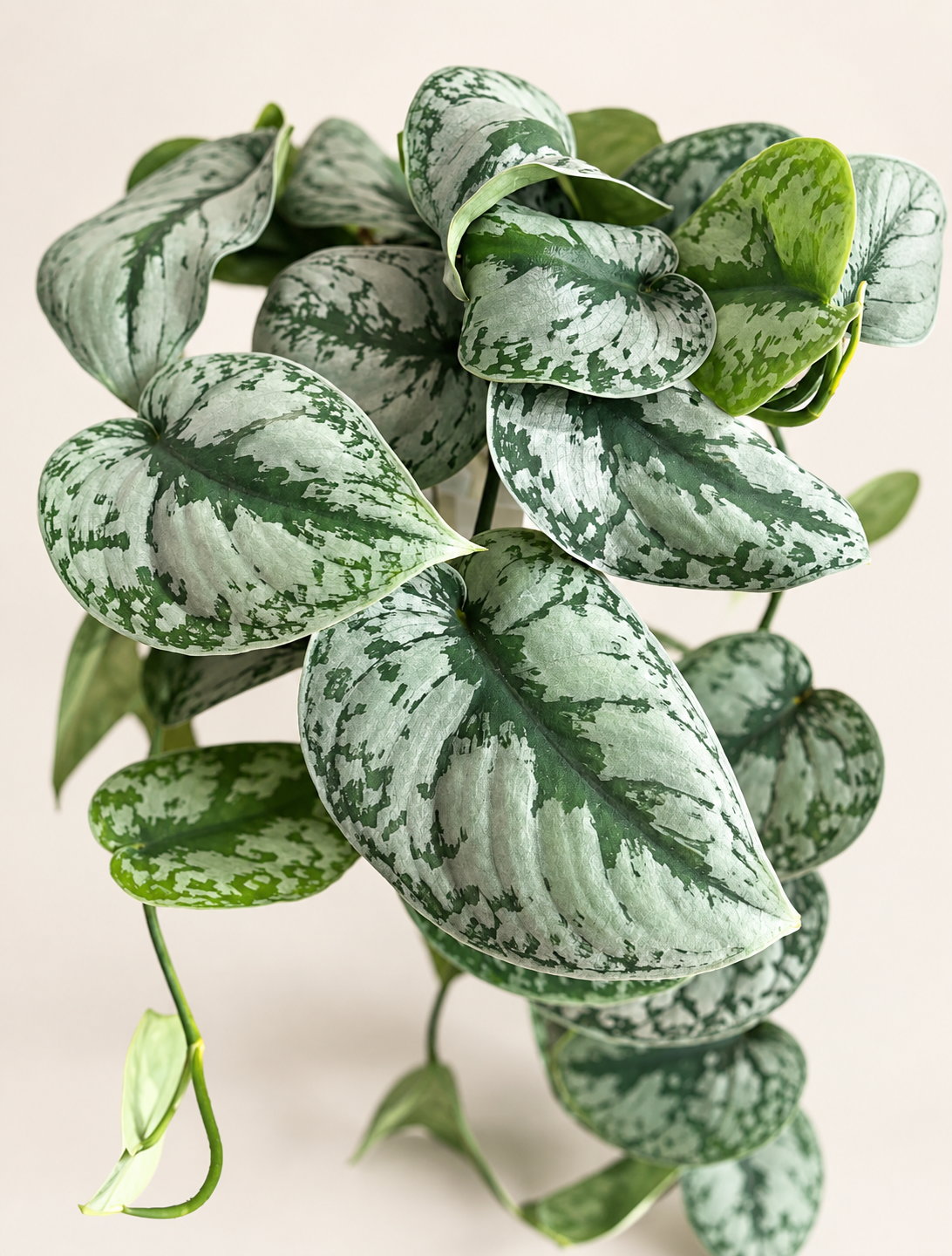 Scindapsus pictus 'Exotica' — 6"