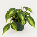 Philodendron Brasil — 4" Pot 🌿