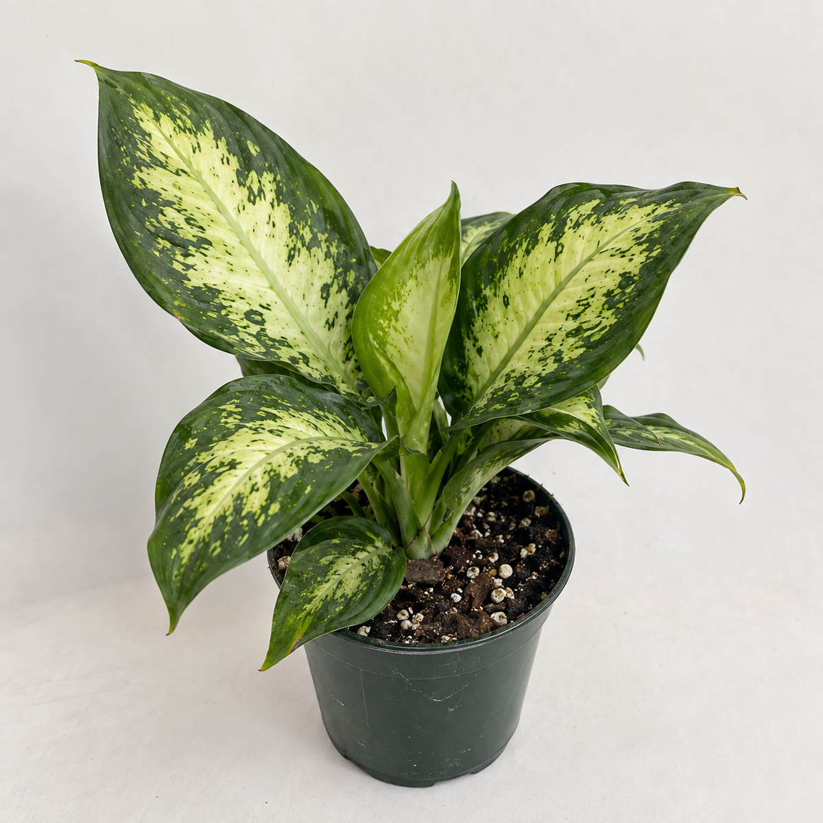 Dieffenbachia 'Perfecta Compacta' – 4"