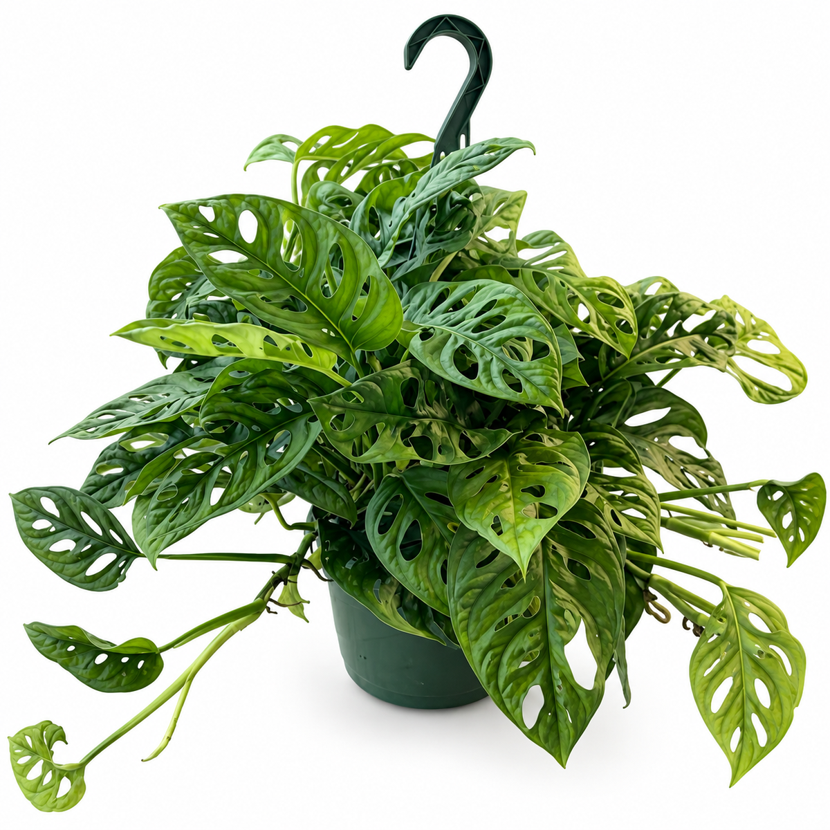 Monstera Adansonii — 8” Hanging Basket