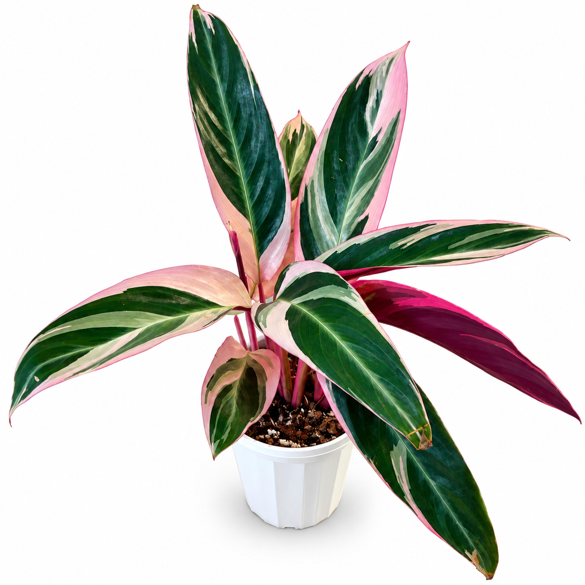 Stromanthe Triostar — 4”