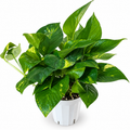 Golden Pothos — 4”