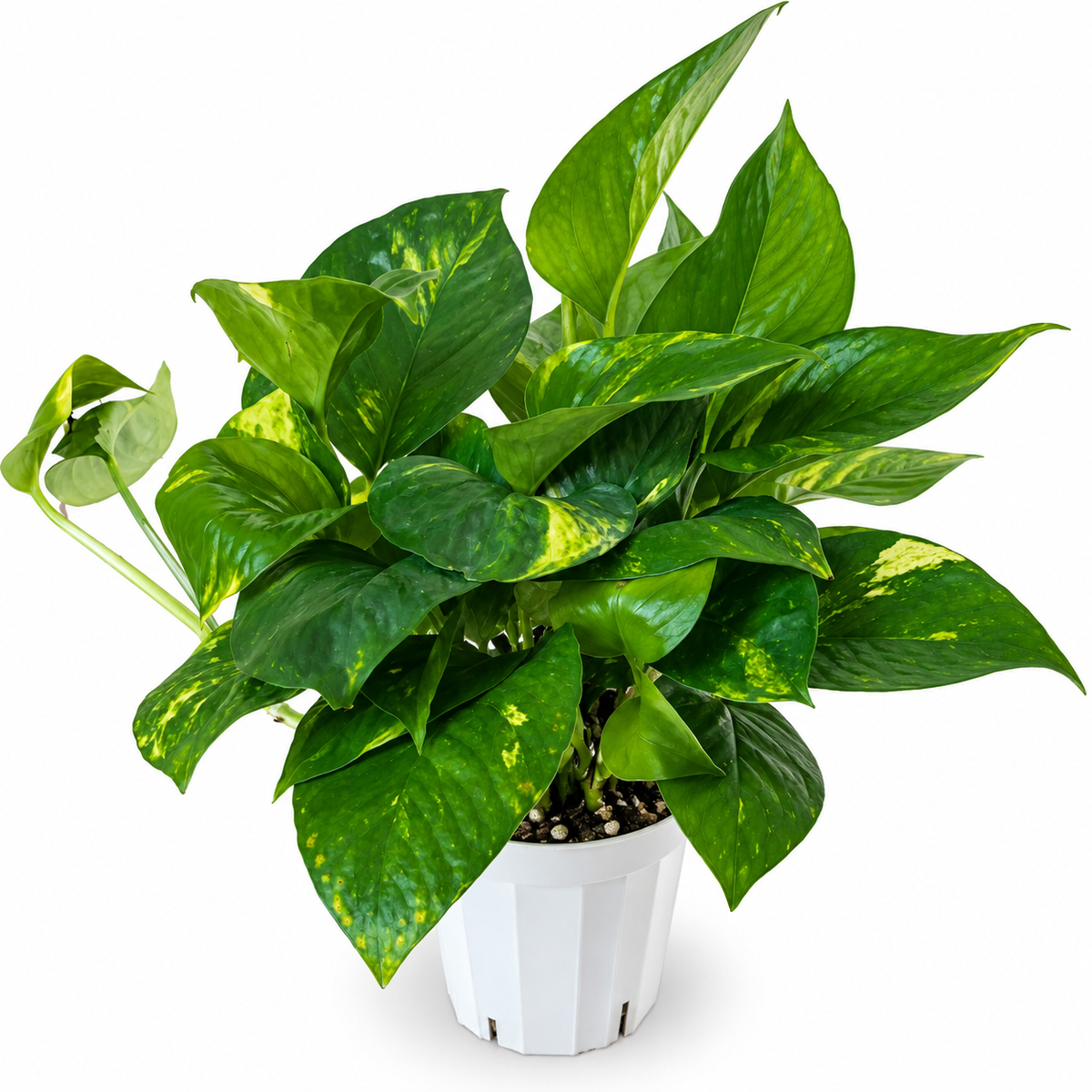 Golden Pothos — 4”