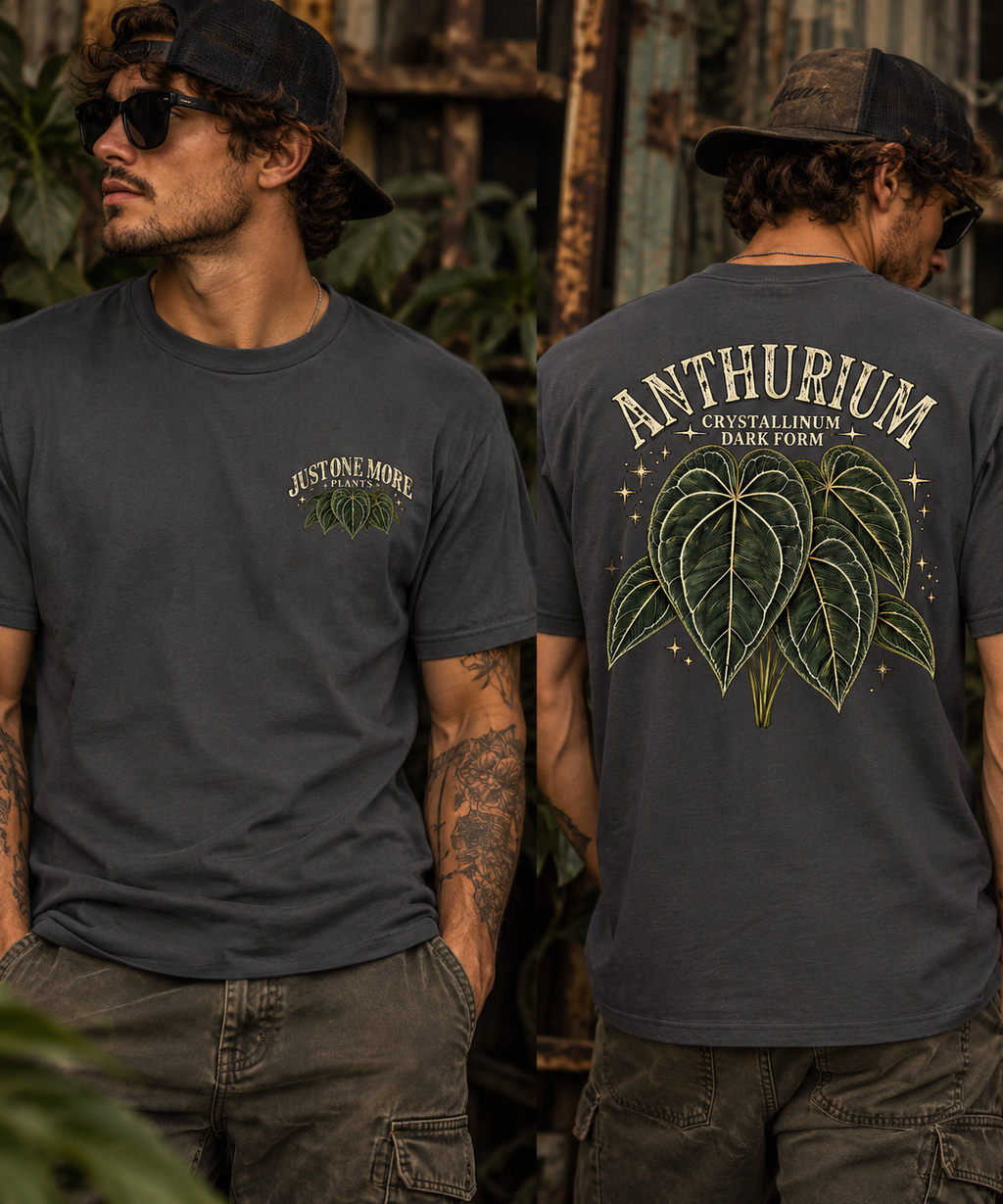 Anthurium Crystallinum Dark Form T