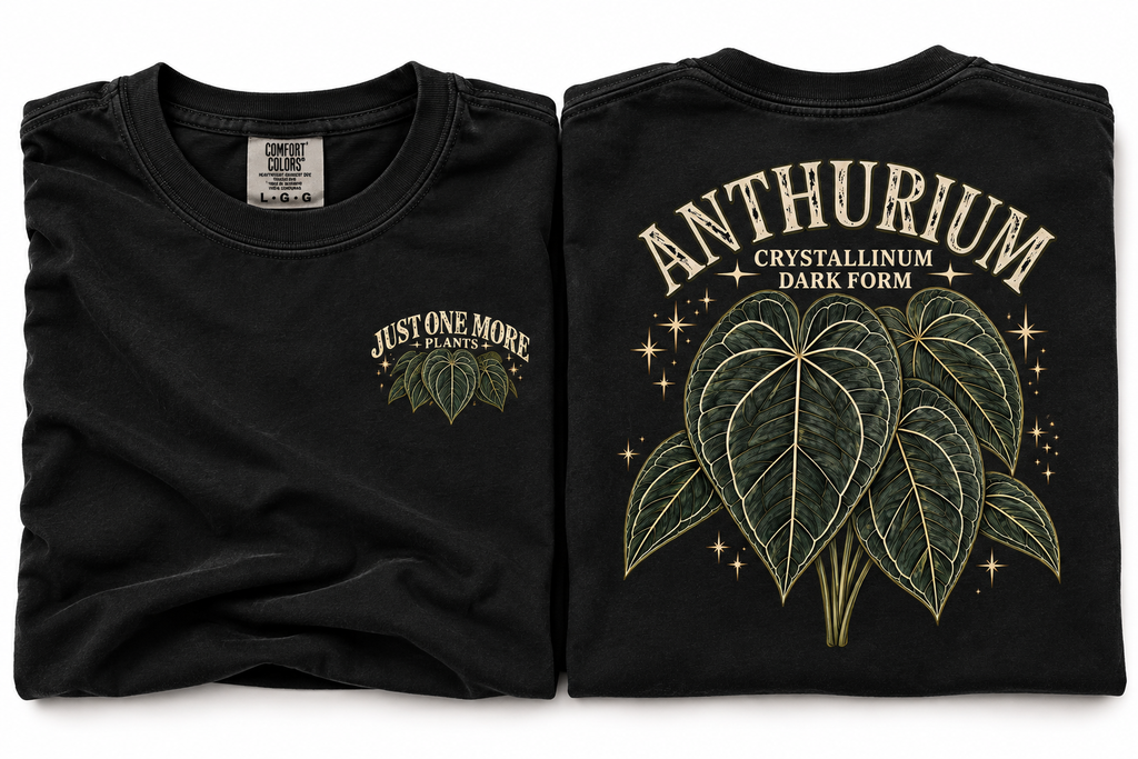 Anthurium Crystallinum Dark Form T