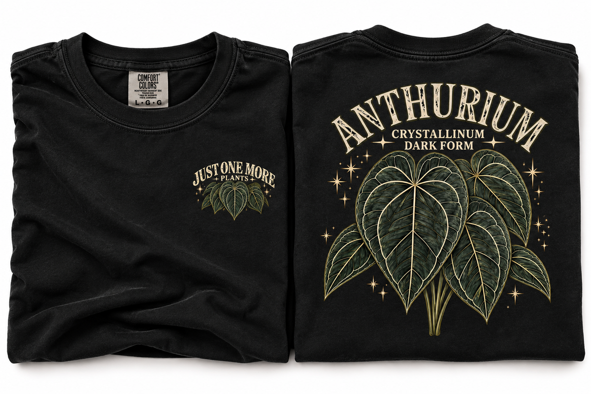 Anthurium Crystallinum Dark Form T